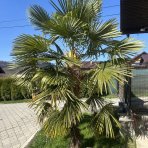 Palma konopná (Trachycarpus fortunei) - výška kmeňa: 70-80 cm, celková výška 140-160 cm, (-17°C)